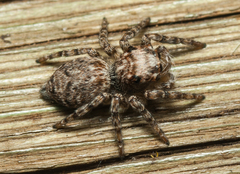 Salticidae