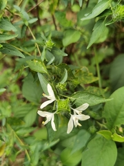 Tetramerium nervosum