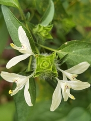 Tetramerium nervosum