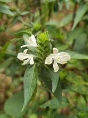 Tetramerium nervosum