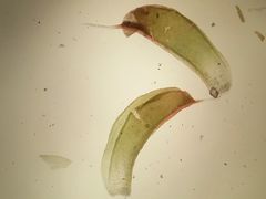 Syntrichia calcicola