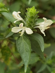 Tetramerium nervosum