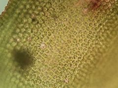 Syntrichia calcicola