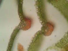 Syntrichia calcicola
