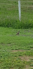 Geophaps scripta