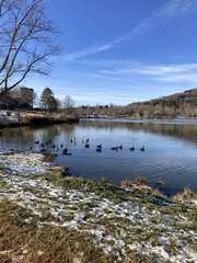 Branta canadensis