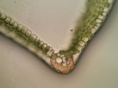 Syntrichia calcicola