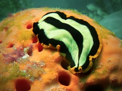 Pseudoceros dimidiatus