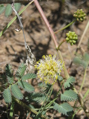 Desmanthus cooleyi