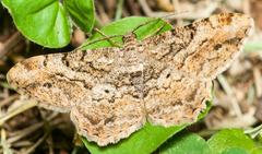 Lepidoptera