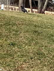 Corvus brachyrhynchos