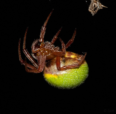 Araneus apricus