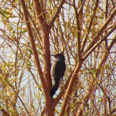 Colaptes