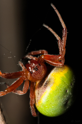 Green-pea Spider