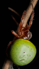 Araneus apricus