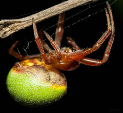 Araneus apricus