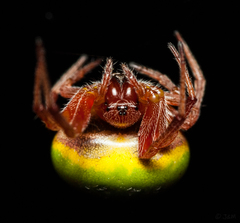 Araneus apricus