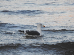 Larus fuscus