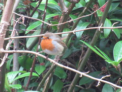 Erithacus rubecula