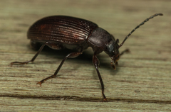 Tenebrionidae