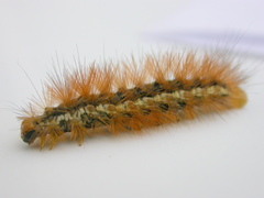 Spilosoma lutea