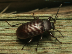 Tenebrionidae