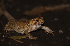 Ingerophrynus biporcatus