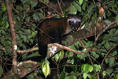 Paradoxurus musangus