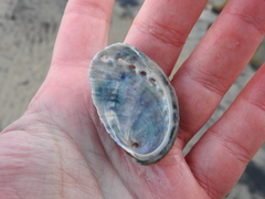 Haliotis tuberculata