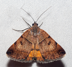 Plecopterodes moderata