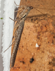 Tarachodes