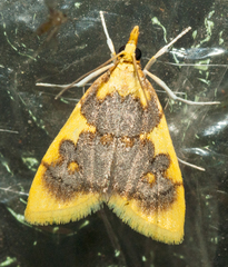 Sameodesma xanthocraspia