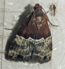 Ozarba hemiochra