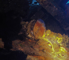 Spondylus americanus