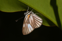 Setabis myrtis