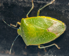Chinavia pallidoconspersa