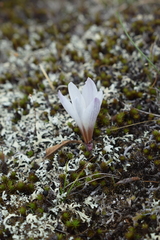 Zephyranthes andina