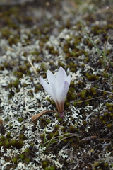 Zephyranthes andina