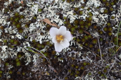 Zephyranthes andina