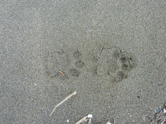 Paradoxurus musangus javanicus