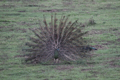 Pavo muticus