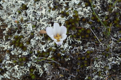 Zephyranthes andina