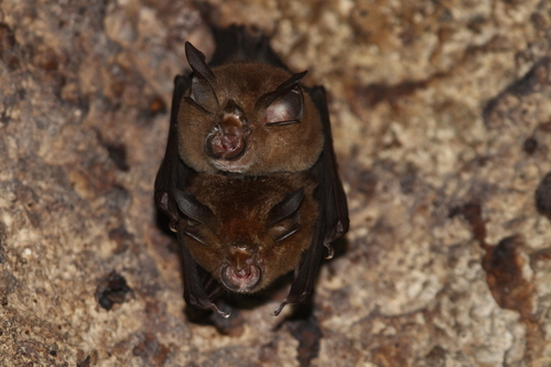 Canut's horseshoe bat (Rhinolophus canuti) — Vulnerable Mammalia