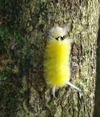 Lophocampa annulosa