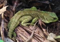 Enyalioides