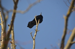 Corvus frugilegus