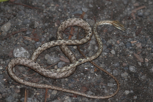 Photo of a Red Whip Snake (rubescens) (Dryophiops rubescens)