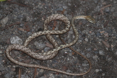 Dryophiops rubescens