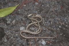 Dryophiops rubescens