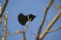 Corvus frugilegus